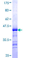 BSCL2 Protein - 12.5% SDS-PAGE Stained with Coomassie Blue.
