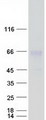 BSCL2 Protein - Purified recombinant protein BSCL2 was analyzed by SDS-PAGE gel and Coomassie Blue Staining