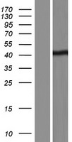 BSDC1 Protein - Western validation with an anti-DDK antibody * L: Control HEK293 lysate R: Over-expression lysate