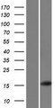 BSPH1 Protein - Western validation with an anti-DDK antibody * L: Control HEK293 lysate R: Over-expression lysate