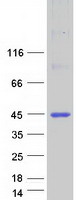 BSPRY Protein - Purified recombinant protein BSPRY was analyzed by SDS-PAGE gel and Coomassie Blue Staining
