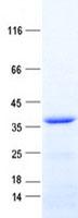 BSSP-4 / PRSS22 Protein