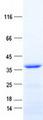 BSSP-4 / PRSS22 Protein