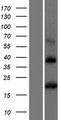 BST2 Protein - Western validation with an anti-DDK antibody * L: Control HEK293 lysate R: Over-expression lysate
