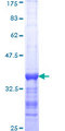 BTAF1 / TAF-172 Protein - 12.5% SDS-PAGE Stained with Coomassie Blue.