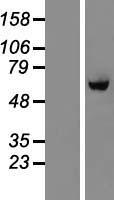 BTBD10 / GMRP-1 Protein - Western validation with an anti-DDK antibody * L: Control HEK293 lysate R: Over-expression lysate