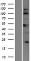 BTBD17 Protein - Western validation with an anti-DDK antibody * L: Control HEK293 lysate R: Over-expression lysate