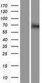 BTBD9 Protein - Western validation with an anti-DDK antibody * L: Control HEK293 lysate R: Over-expression lysate
