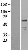 BTD / Biotinidase Protein - Western validation with an anti-DDK antibody * L: Control HEK293 lysate R: Over-expression lysate