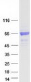 BTD / Biotinidase Protein - Purified recombinant protein BTD was analyzed by SDS-PAGE gel and Coomassie Blue Staining