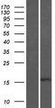 BTF3 Protein - Western validation with an anti-DDK antibody * L: Control HEK293 lysate R: Over-expression lysate