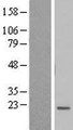 BTF3L4 Protein - Western validation with an anti-DDK antibody * L: Control HEK293 lysate R: Over-expression lysate