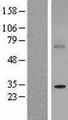 BTG3 Protein - Western validation with an anti-DDK antibody * L: Control HEK293 lysate R: Over-expression lysate