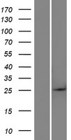 BTG4 Protein - Western validation with an anti-DDK antibody * L: Control HEK293 lysate R: Over-expression lysate