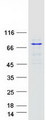 BTK Protein - Purified recombinant protein BTK was analyzed by SDS-PAGE gel and Coomassie Blue Staining
