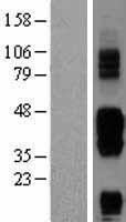 BTLA / CD272 Protein - Western validation with an anti-DDK antibody * L: Control HEK293 lysate R: Over-expression lysate