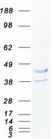 BTLA / CD272 Protein - Purified recombinant protein BTLA was analyzed by SDS-PAGE gel and Coomassie Blue Staining