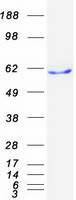 BTN1A1 Protein - Purified recombinant protein BTN1A1 was analyzed by SDS-PAGE gel and Coomassie Blue Staining