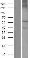 BTN2A1 Protein - Western validation with an anti-DDK antibody * L: Control HEK293 lysate R: Over-expression lysate