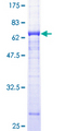 BTN2A1 Protein - 12.5% SDS-PAGE of human BTN2A1 stained with Coomassie Blue