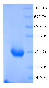 BTN2A1 Protein