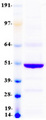 BTN2A1 Protein - Purified recombinant protein BTN2A1 was analyzed by SDS-PAGE gel and Coomassie Blue Staining