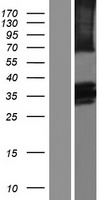 BTN2A2 Protein - Western validation with an anti-DDK antibody * L: Control HEK293 lysate R: Over-expression lysate