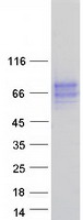 BTN2A2 Protein - Purified recombinant protein BTN2A2 was analyzed by SDS-PAGE gel and Coomassie Blue Staining