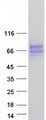 BTN2A2 Protein - Purified recombinant protein BTN2A2 was analyzed by SDS-PAGE gel and Coomassie Blue Staining