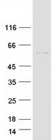 BTN3A1 / CD277 Protein - Purified recombinant protein BTN3A1 was analyzed by SDS-PAGE gel and Coomassie Blue Staining