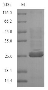 BTN3A2 Protein - (Tris-Glycine gel) Discontinuous SDS-PAGE (reduced) with 5% enrichment gel and 15% separation gel.