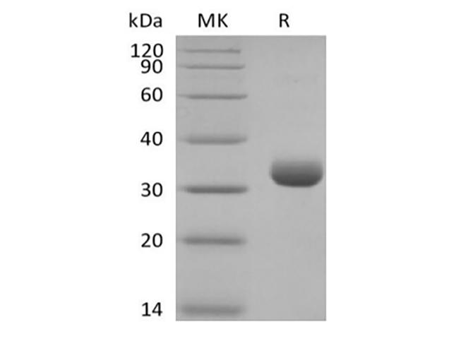 BTN3A2 Protein - Recombinant Human Butyrophilin Subfamily 3 Member A2/BTN3A2 (C-6His-Avi) Biotinylated