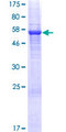 BTN3A2 Protein - 12.5% SDS-PAGE of human BTN3A2 stained with Coomassie Blue