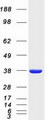 BTN3A2 Protein - Purified recombinant protein BTN3A2 was analyzed by SDS-PAGE gel and Coomassie Blue Staining