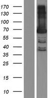 BTN3A3 Protein - Western validation with an anti-DDK antibody * L: Control HEK293 lysate R: Over-expression lysate