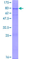 BTNL3 Protein - 12.5% SDS-PAGE of human BTNL3 stained with Coomassie Blue