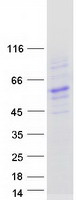 BTNL8 Protein - Purified recombinant protein BTNL8 was analyzed by SDS-PAGE gel and Coomassie Blue Staining