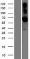 BTNL9 Protein - Western validation with an anti-DDK antibody * L: Control HEK293 lysate R: Over-expression lysate