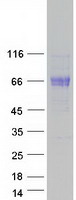 BTNL9 Protein - Purified recombinant protein BTNL9 was analyzed by SDS-PAGE gel and Coomassie Blue Staining