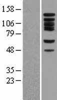 BUB1 Protein - Western validation with an anti-DDK antibody * L: Control HEK293 lysate R: Over-expression lysate