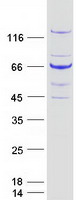 BUB1 Protein - Purified recombinant protein BUB1 was analyzed by SDS-PAGE gel and Coomassie Blue Staining