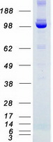BUB1B / BubR1 Protein - Purified recombinant protein BUB1B was analyzed by SDS-PAGE gel and Coomassie Blue Staining