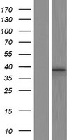 BUB3 Protein - Western validation with an anti-DDK antibody * L: Control HEK293 lysate R: Over-expression lysate