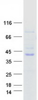 BUB3 Protein - Purified recombinant protein BUB3 was analyzed by SDS-PAGE gel and Coomassie Blue Staining