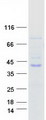 BUB3 Protein - Purified recombinant protein BUB3 was analyzed by SDS-PAGE gel and Coomassie Blue Staining