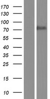 BUD13 Protein - Western validation with an anti-DDK antibody * L: Control HEK293 lysate R: Over-expression lysate