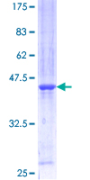 BUD31 Protein - 12.5% SDS-PAGE of human G10 stained with Coomassie Blue