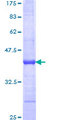 BUD31 Protein - 12.5% SDS-PAGE Stained with Coomassie Blue.