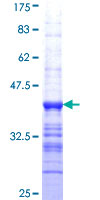 BVES Protein - 12.5% SDS-PAGE Stained with Coomassie Blue.