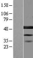 BZW2 Protein - Western validation with an anti-DDK antibody * L: Control HEK293 lysate R: Over-expression lysate